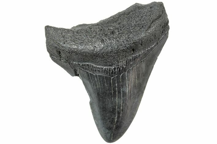 Juvenile Megalodon Tooth - South Carolina #234539
